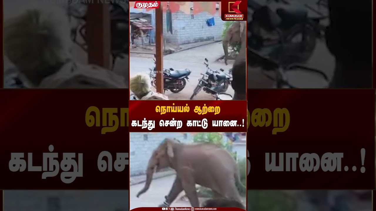 Wild Elephant | நொய்யல் ஆற்றை கடந்து சென்ற காட்டு யானை..! | Elephant Movement | Kumudam News