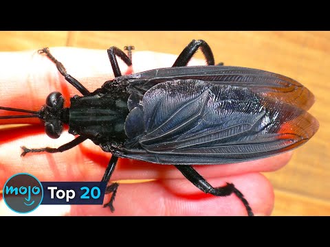 Top 20 Massive Insects That REALLY Exist