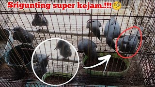 Download lagu Tips memilih srigunting abu abu ombyokan yang bagus‼️ mp3