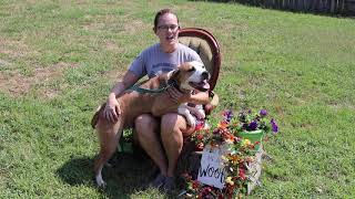Video preview image #1 Beagle-Unknown Mix Puppy For Sale in Bardstown, KY, USA