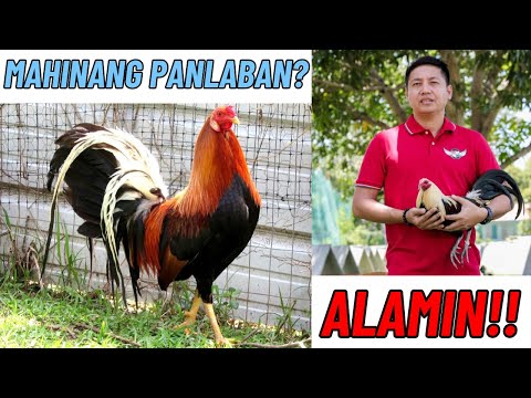 Mga Senyales Para Hindi Na Ilaban Ang Isang Manok