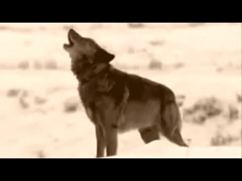 Ovde su kurjaci pojeli moju babu - Razgovori pokraj puta - Obicaji Radjevine