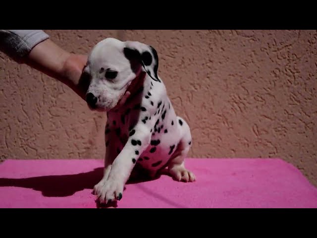 Dalmatian puppy for sale