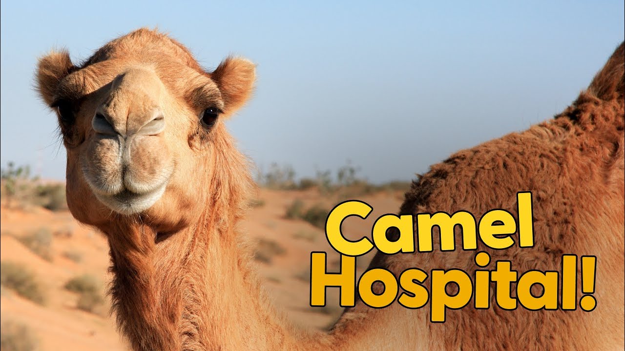 Camel Facts!