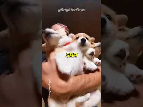 Scammer Demanded 1 Million Pounds for my Puppy.. so I Made Them Regret it🐍🐶 #animalrescue #dog