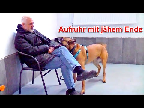 Völlig verrückt geworden!? Kontrollverlust bei Malinois – Erklär-Video