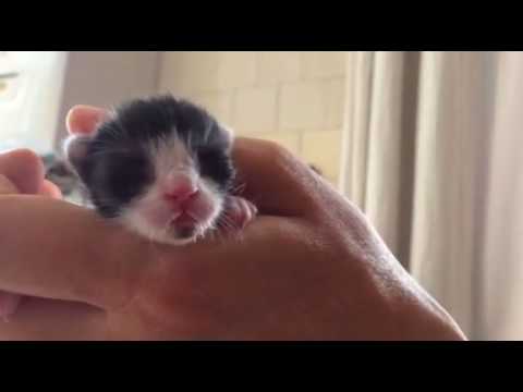 5 days old rescued kitten