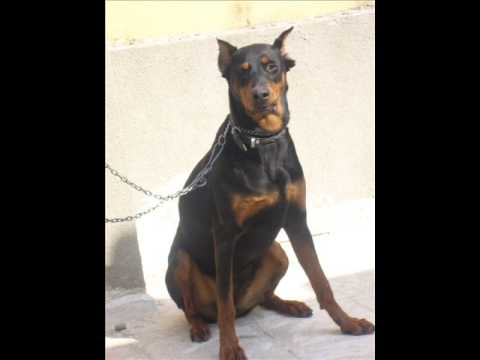 manisa doberman king gümüş