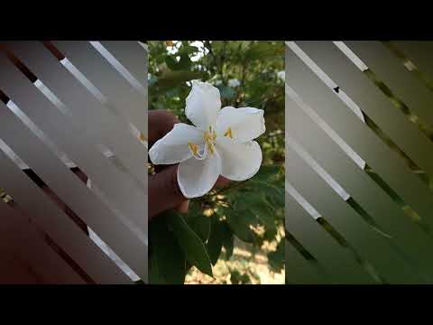 #shorts #garden #flowers koboneela flower