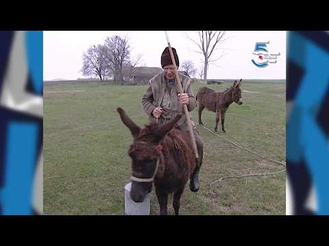 Miško legenda - salašar bez pulina i magarca ne može