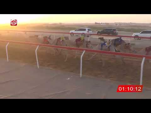   ش 5 (الشاهينية) لـ سعيد حمد بالطير العامري 2:17 , شارة الصندوق 2026/06/07 فطامين الجبيب  