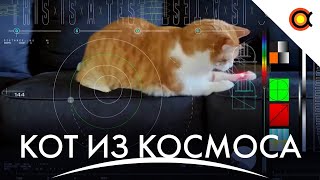Видео с котом из космоса, Голосование за итоги года, Французский орбитальный багет