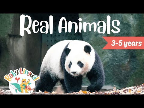 Babylingual - Animals for kids video thumbnail