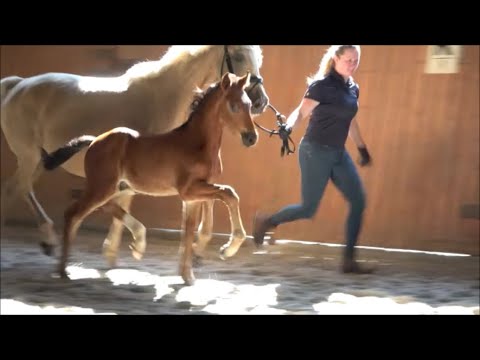 *2023 Hengst von Quelle Couleur - Glitter N'Cream SOLD!!!