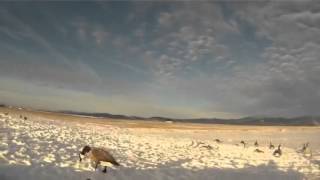Goose Hunting North Idaho