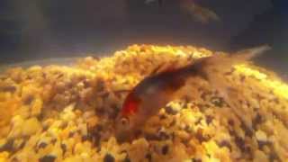 Xavier-Philippe - Introduction