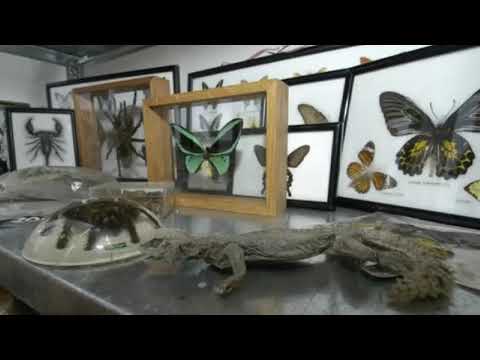 SWR 3.3.1973: Der Handel mit seltenen Tier- und Pflanzenarten wird verboten