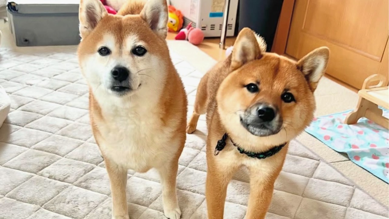 人間の言葉を100%理解している柴犬、都合が悪いときはIQ3に