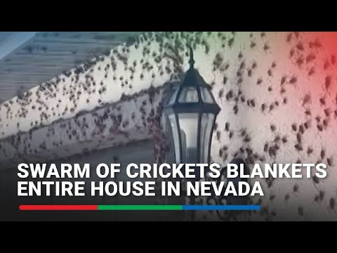 Swarm of crickets blankets entire house in Nevada