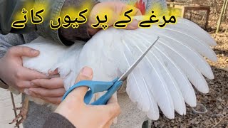 Feather Cutting of Chicken Chicks 🥲