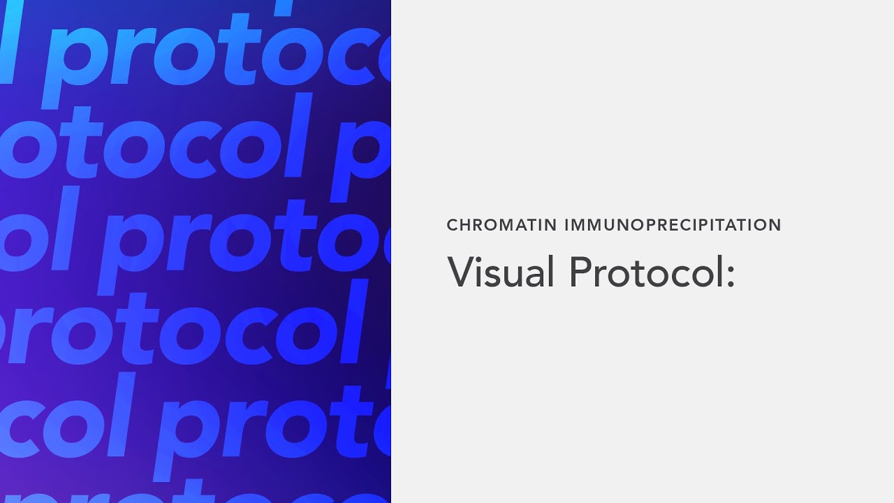 Chromatin Immunoprecipitation Visual Protocol