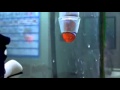 Nemo Meets Gill Nemo Stuck Nemo In Group