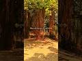 Maine Khwabon Me Barso Tarasha Jise Tum Agar Sath Dene Ka Vada Trending Viralshorts Song
