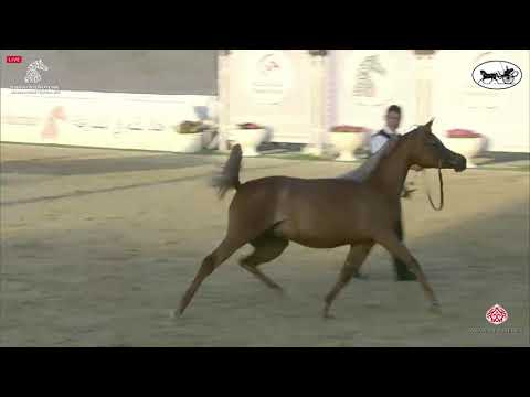 N 55 ARYAM AL REMAS   Sharjah International Arabian Horse Festival 2021   Fillies 2 Years Old Class