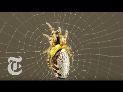 download lagu mp3 mp4 Zombie Spider, download lagu Zombie Spider gratis, unduh video klip Zombie Spider