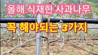 올해 식재한 사과나무 관리방법