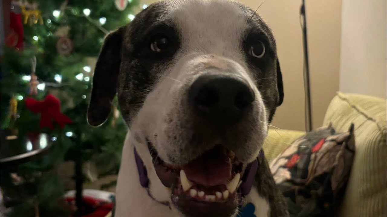 Bambino, a Adoptable Catahoula Leopard Dog in Portland, OR video 6/6