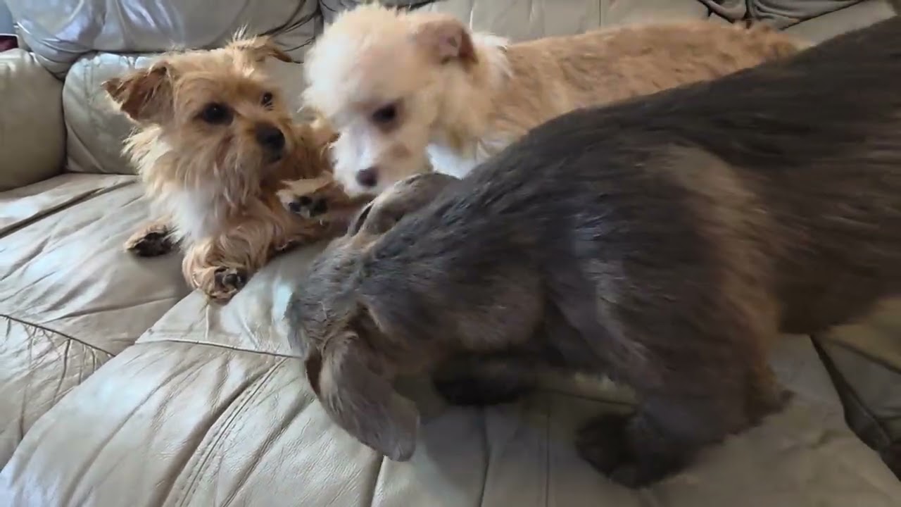Enlarge Noah, a Adoptable mixed breed in Seattle, WA video 6/6