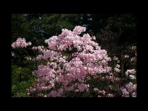 Raymond Lefèvre - Bach - Prelude in C