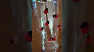 #Shorts DIY VASO JOANINHA