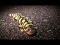 Documentary Nature - Metamorphosis: Amphibian Nature