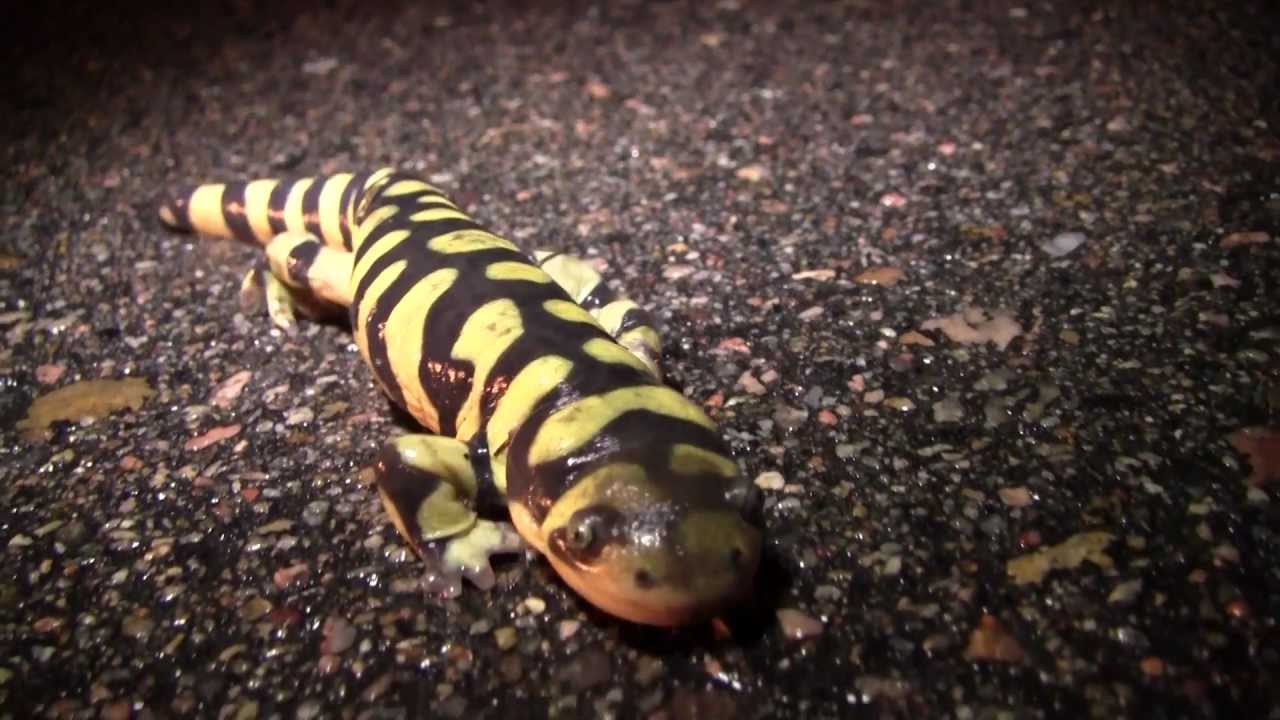 Metamorphosis: Amphibian Nature