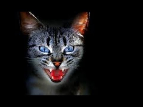 A daytime nightmare for cats or the adventures of Freddy Cucumber./ Funny video/compilation/