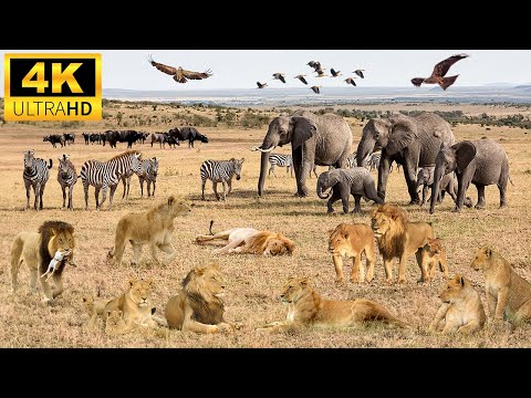 4K African Wildlife: Queen Elizabeth National Park, Uganda - Scenic Wildlife Film With African Music
