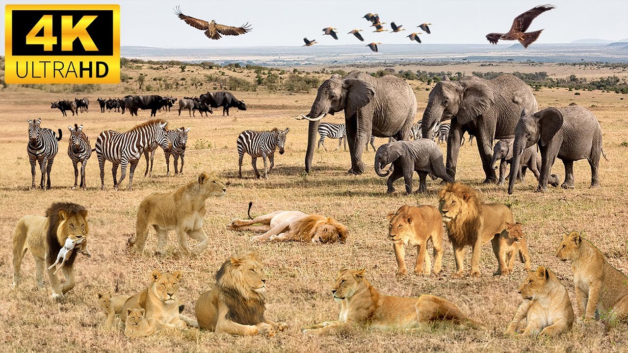 4K African Wildlife: Queen Elizabeth National Park, Uganda - Scenic Wildlife Film With African Music