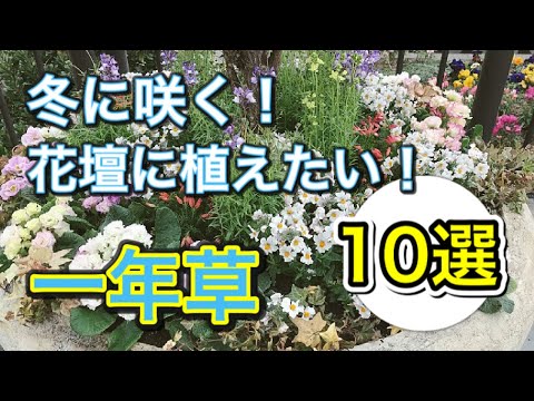 ドワーフ アイリス 植物 雪の中で育つ花 丈夫な耐霜性の庭 冬