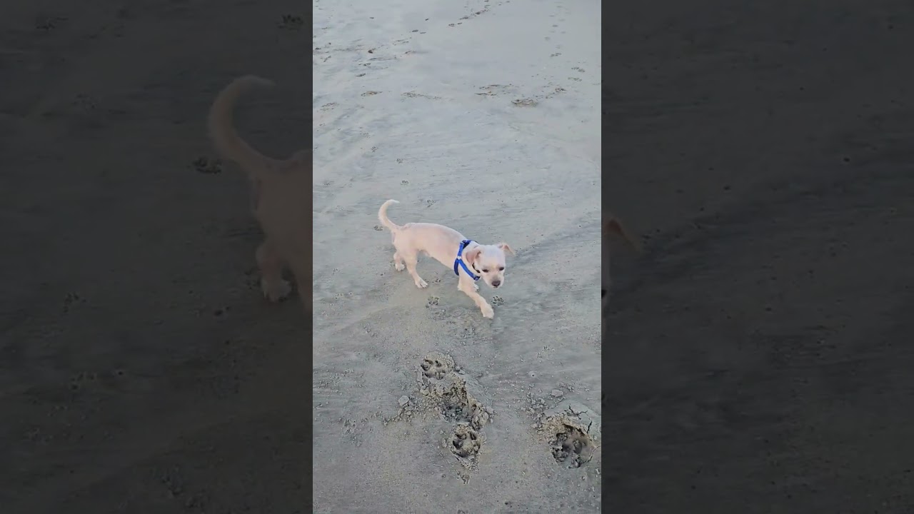 Enlarge Boy With Luv, a Adopted mixed breed in Short Hills, NJ video 5/5