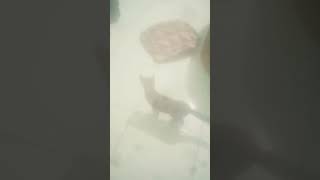 Download lagu tinky winky dipsy lala mp3