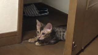 #ベンガル猫 #生後二ヶ月半 ルイの成長日記八日目(´ ˘ `๑)♡ 一緒にお休み