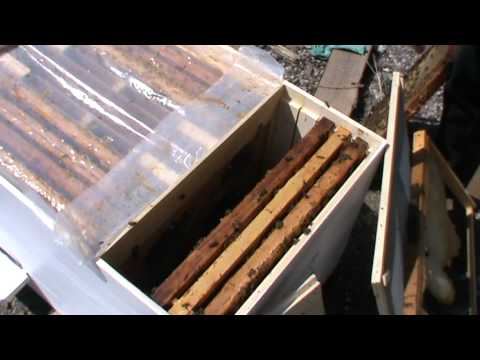 1. Beekeeping - Presentation of the new Bio Hive model - Prof. Ursu to an interested visitor 1/3