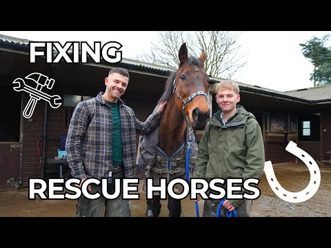 Saving abandoned horses | Animal Sanctuary Visit