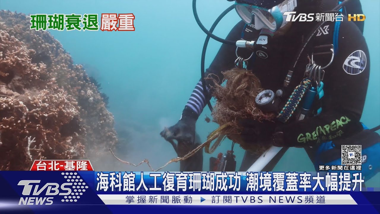 小琉球珊瑚覆蓋率僅剩11%「生態已失能」　專家憂：海域恐全毀