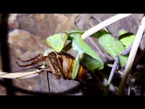 Modlivka zelená (Sphodromantis viridis) — video o chove a starostlivosti