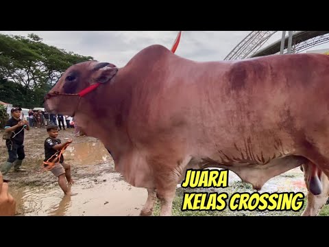 FULL CLASS CROSSING CONTEST JEMBER‼️The Biggest Cow is the Champion🔥