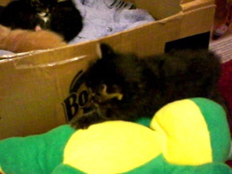 Kanani at 4 weeks old