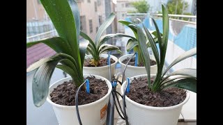 Four Branch Arrow Dripper